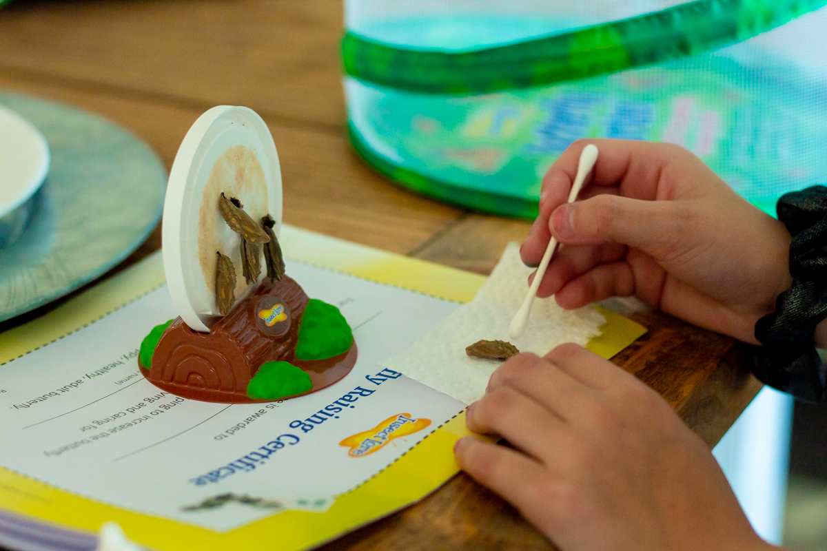 4 Ways A Butterfly Growing Kit Can Promote Your Kids To Spread Their Wings