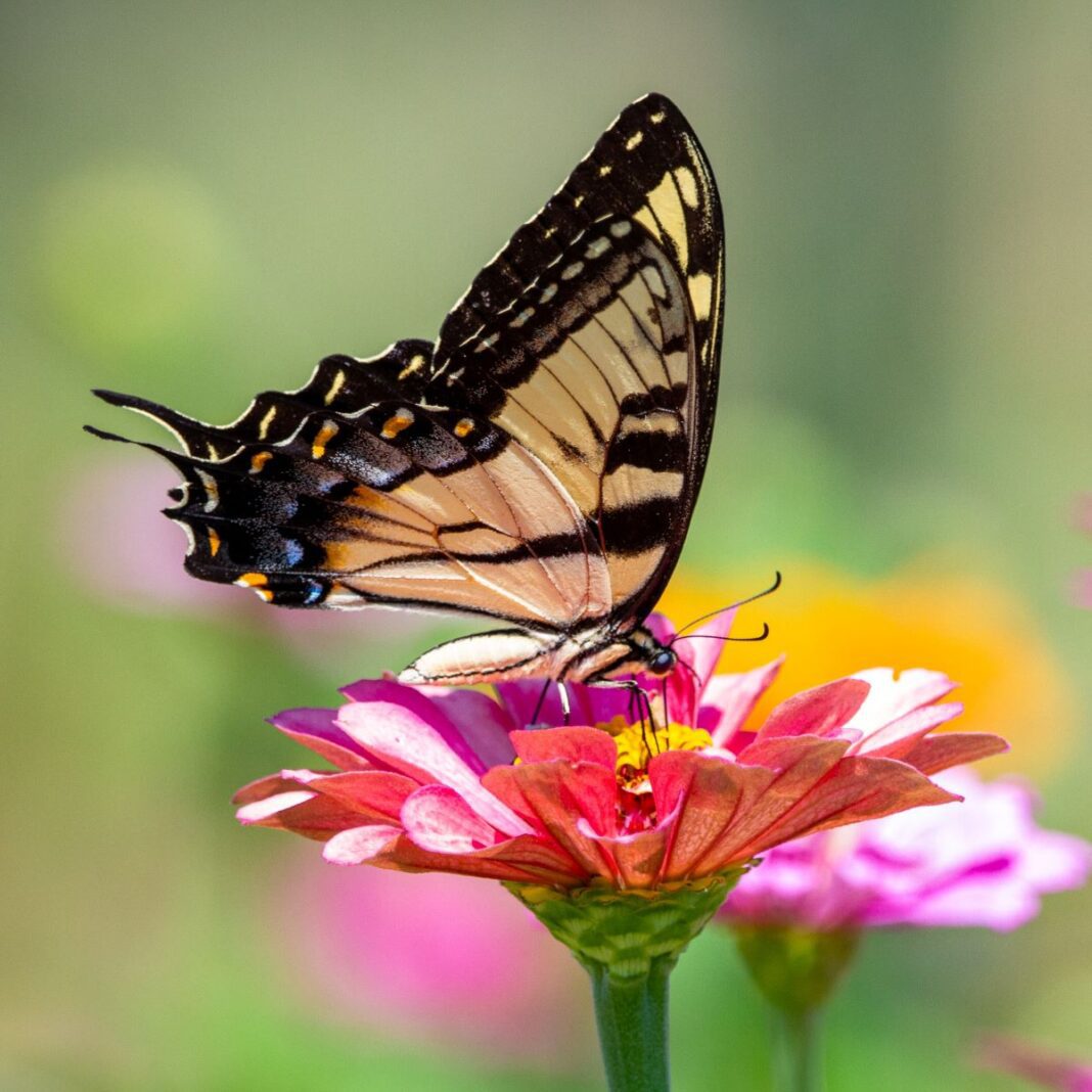 4 Ways A Butterfly Growing Kit Can Promote Your Kids To Spread Their Wings
