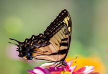 4 Ways A Butterfly Growing Kit Can Promote Your Kids To Spread Their Wings
