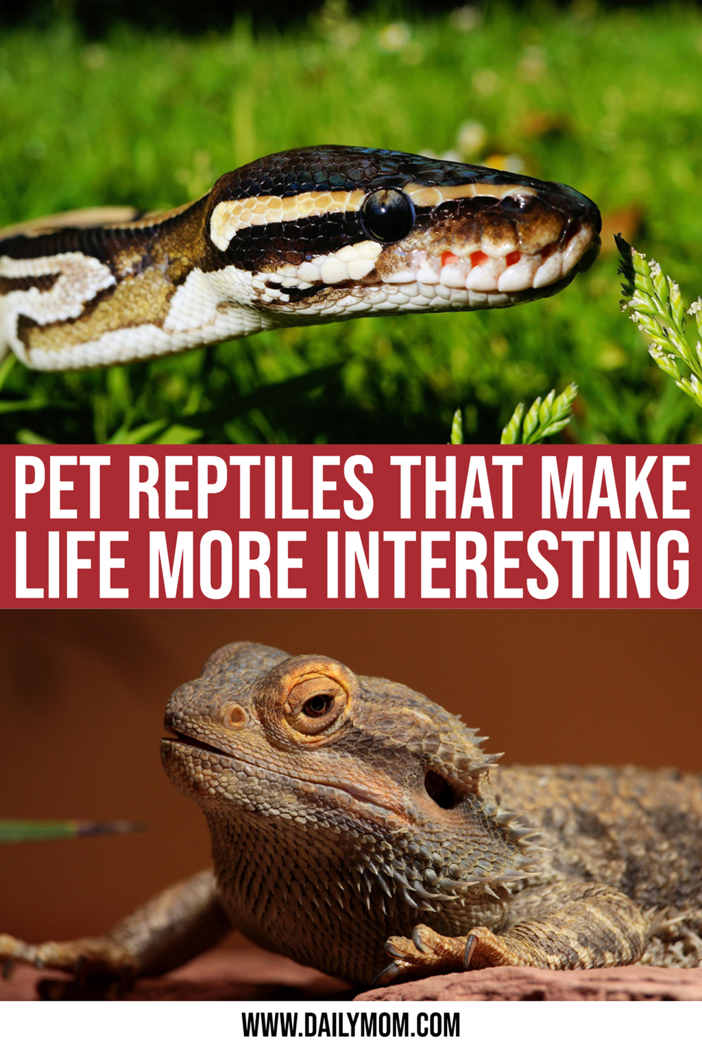 Pet Reptiles: What You Need To Know Before You Buy