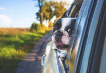 Protect Your Family’s Health With Cabin Air Filters In Cars: With 1 Simple Switch