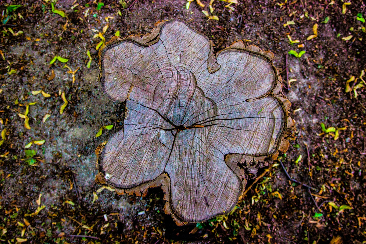 7 Creative Tree Stump Ideas To Decorate Your Yard