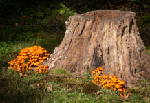 7 Creative Tree Stump Ideas To Decorate Your Yard