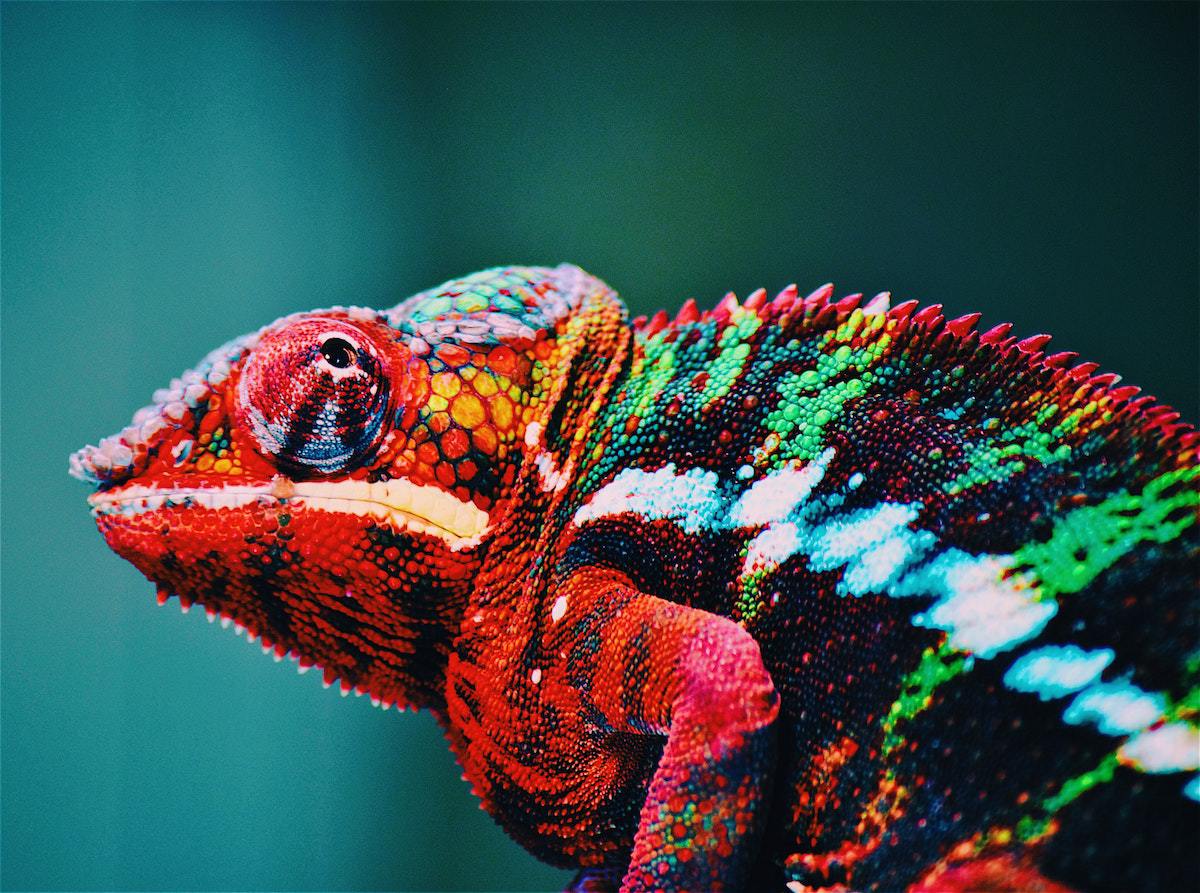 Pet Reptiles: What You Need To Know Before You Buy