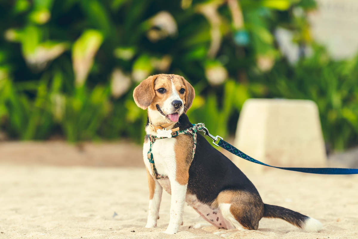 Dog Walking Provides Wonderful Benefits – Celebrate During The 1St Week Of October