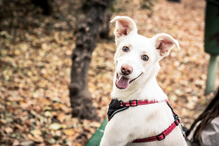 Dog Walking Provides Wonderful Benefits – Celebrate During The 1st Week Of October