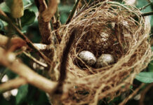 Traveling The Road To Becoming A Happy Empty Nester: 3rd Times The Charm?