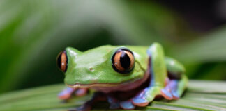 Easy Maintenance Pets: How About A Pet Frog?
