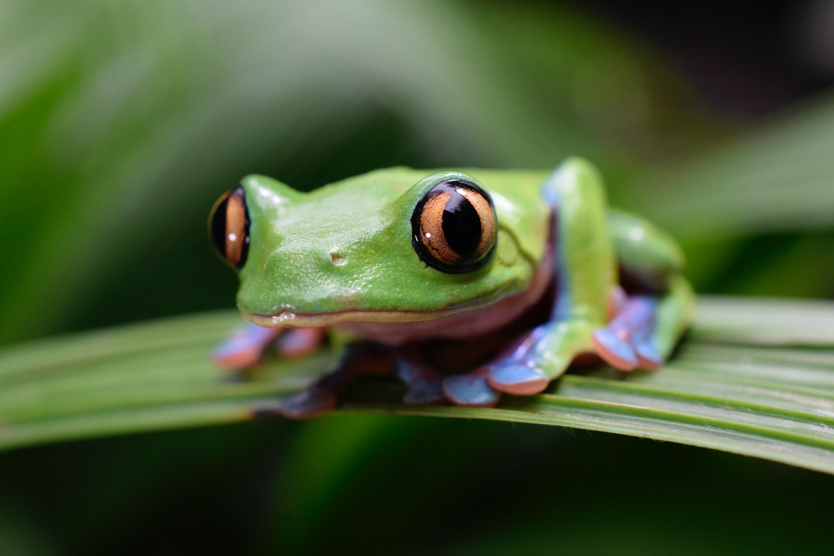Easy Maintenance Pets: How About A Pet Frog?