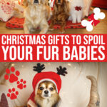 Amazing Pet Gifts To Spoil Your Fur-baby This Holiday