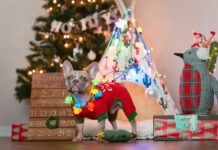 Amazing Pet Gifts To Spoil Your Fur-baby This Holiday