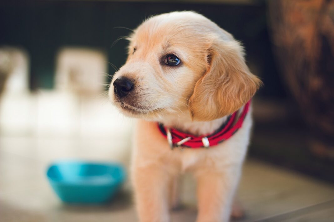 10 Reasons Why You Need Pet Insurance