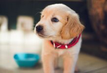 10 Reasons Why You Need Pet Insurance
