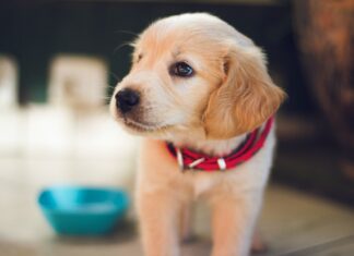 10 Reasons Why You Need Pet Insurance