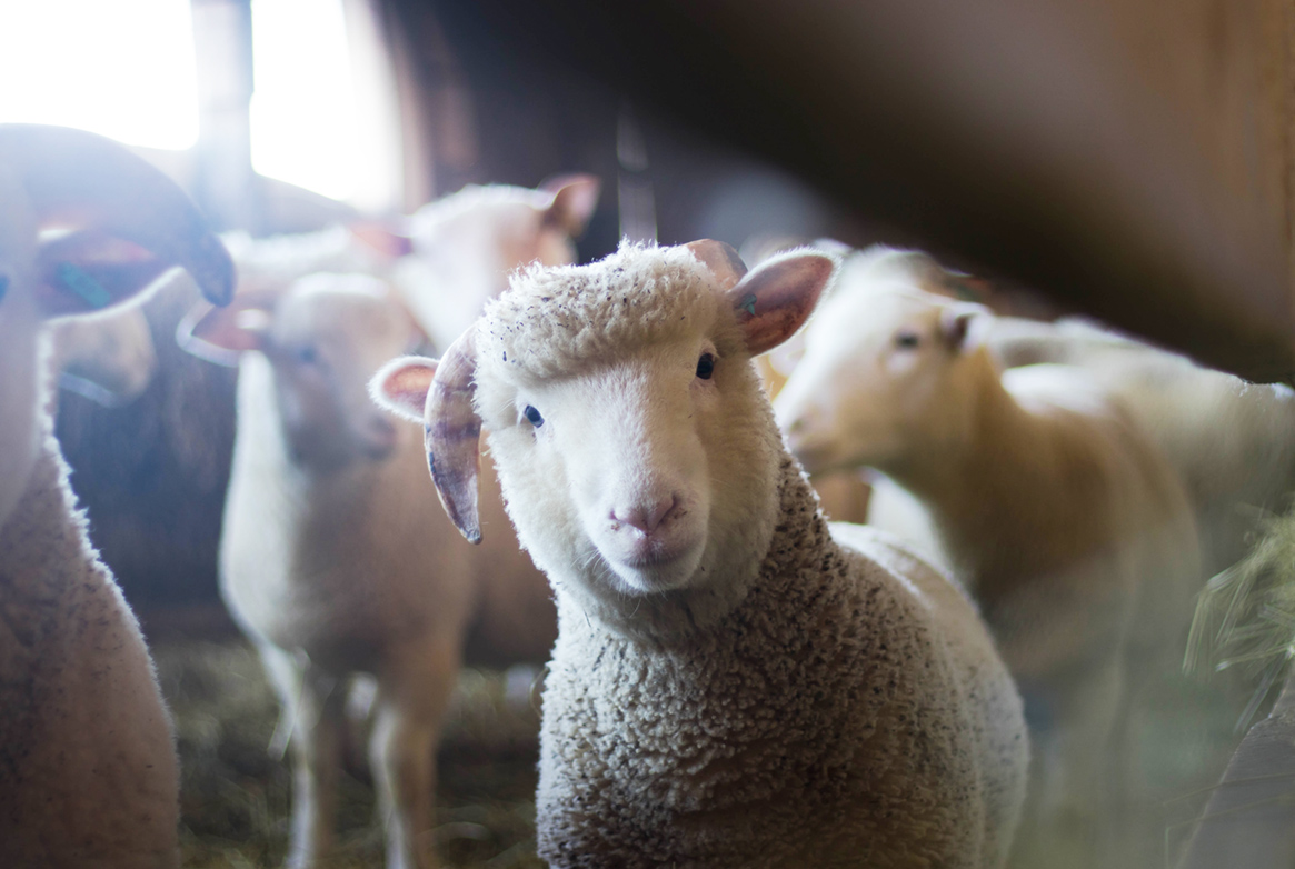 Interesting Farm Life Facts About 9 Animals »Read Now