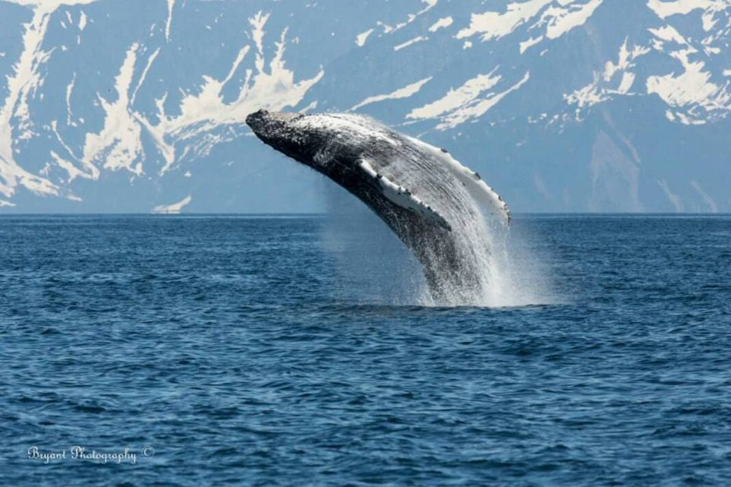 Kenai Fjords National Park Tour: An Amazing Alaskan Adventure