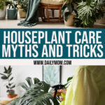 7 Plant Care Myths And Tricks: Green Thumb Trend