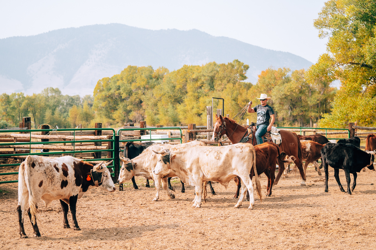 Vee Bar Ranch: The Best Dude Ranch In Wyoming {Review With Photos}