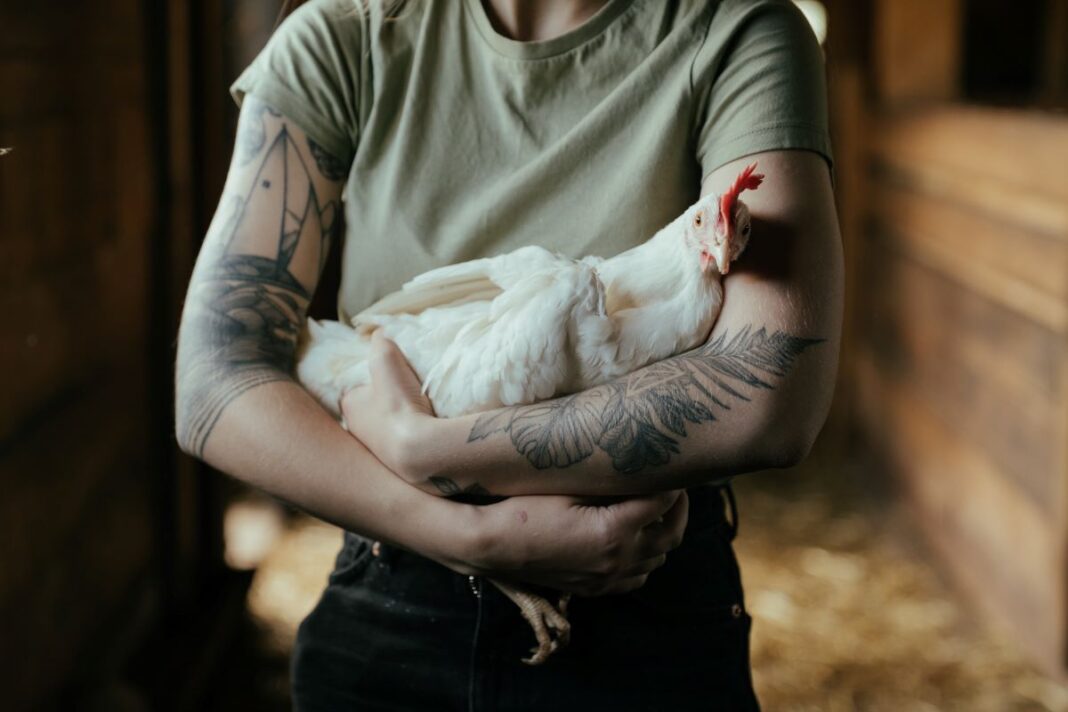 4 Steps To Successfully Petition Your City For Pet Chickens And Why You Should Do It Now 