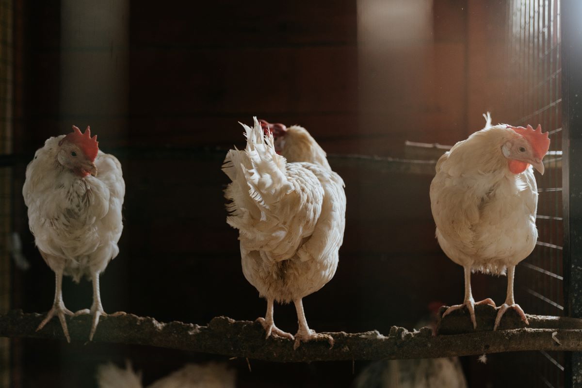 4 Steps To Successfully Petition Your City For Pet Chickens And Why You Should Do It Now 