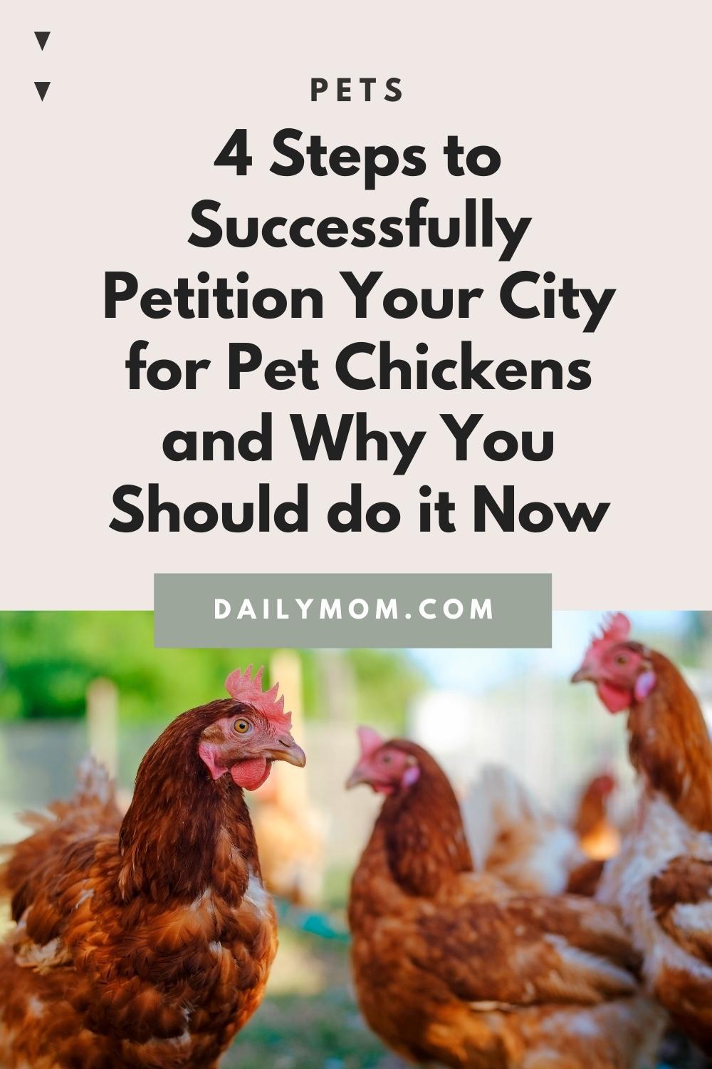 4 Steps To Successfully Petition Your City For Pet Chickens And Why You Should Do It Now 