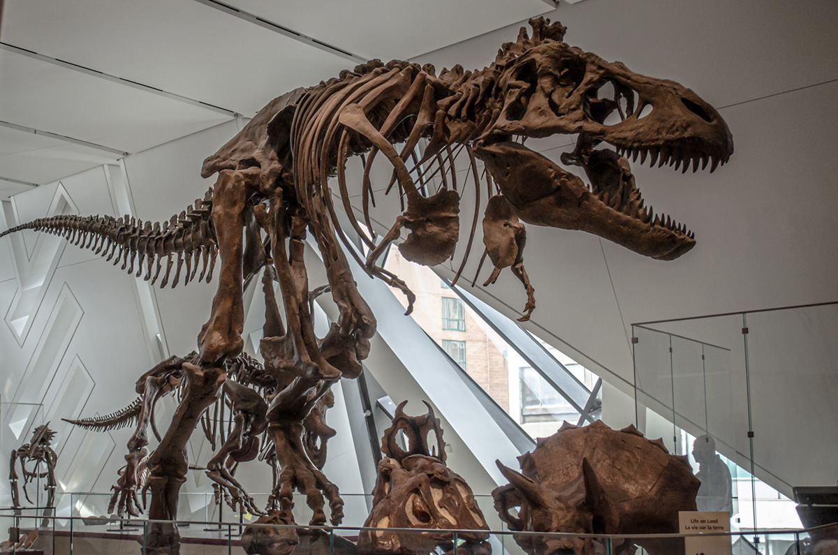 Celebrate National Dinosaur Day On May 15 (And June 1) With T-Rex Sized Fun