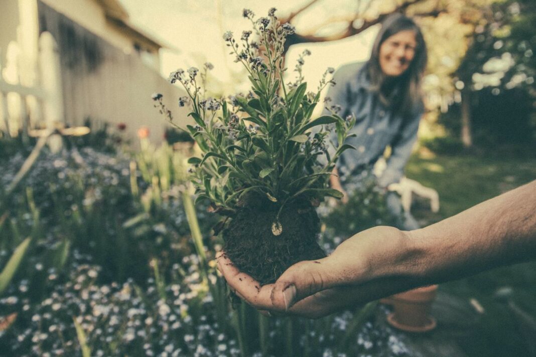 8 Super Backyard Garden Care Tips For Pest Prevention And Management 8 Super Backyard Garden Care Tips For Pest Prevention And Management