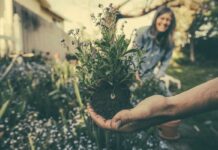 8 Super Backyard Garden Care Tips For Pest Prevention And Management