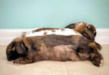 Double The Cuteness By Adding A 2nd Pet Bunny To Your Family