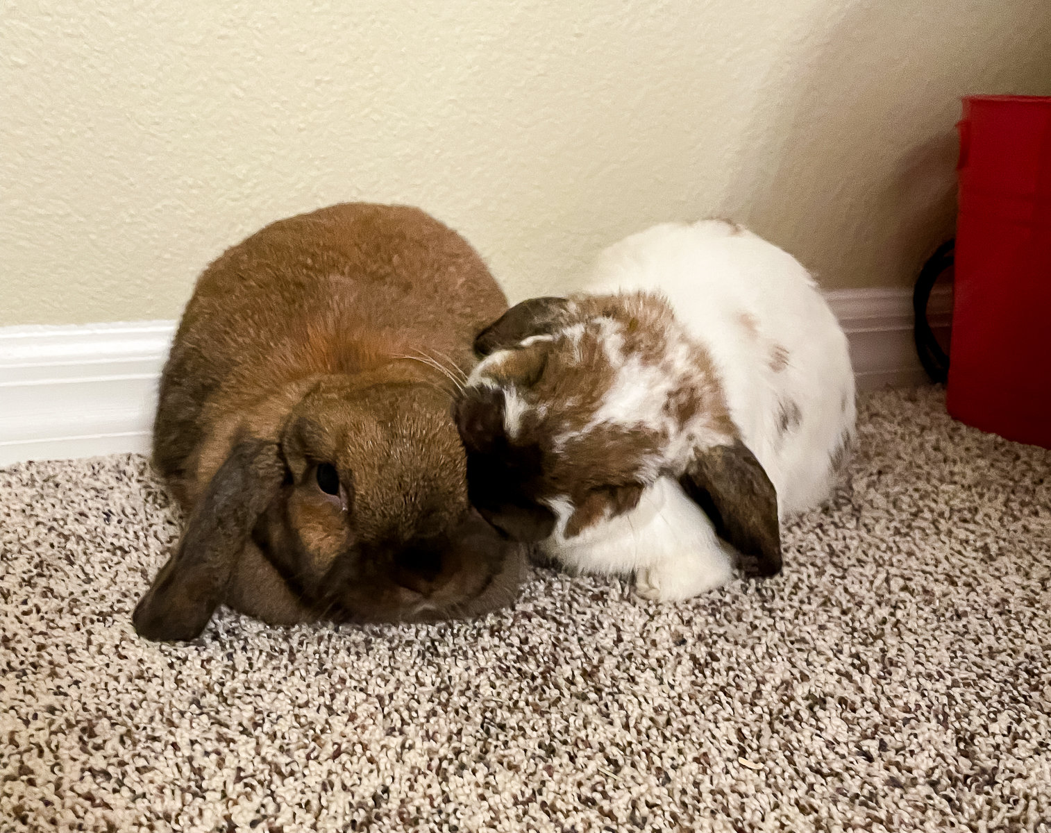 Double The Cuteness By Adding A 2Nd Pet Bunny To Your Family