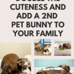 Double The Cuteness By Adding A 2nd Pet Bunny To Your Family