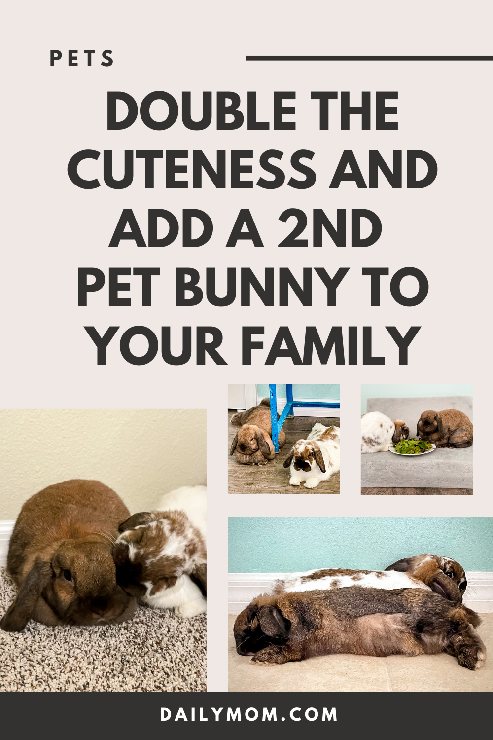 Double The Cuteness By Adding A 2Nd Pet Bunny To Your Family