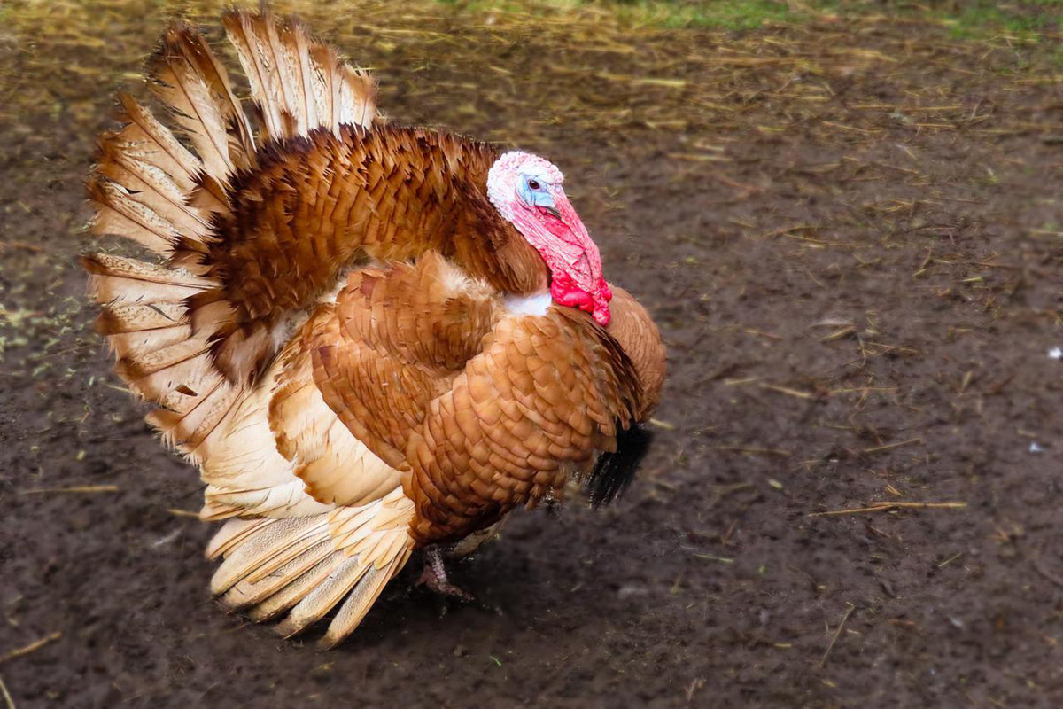 42 Hilarious Jokes For Thanksgiving To Make The Family Gobble And Giggle