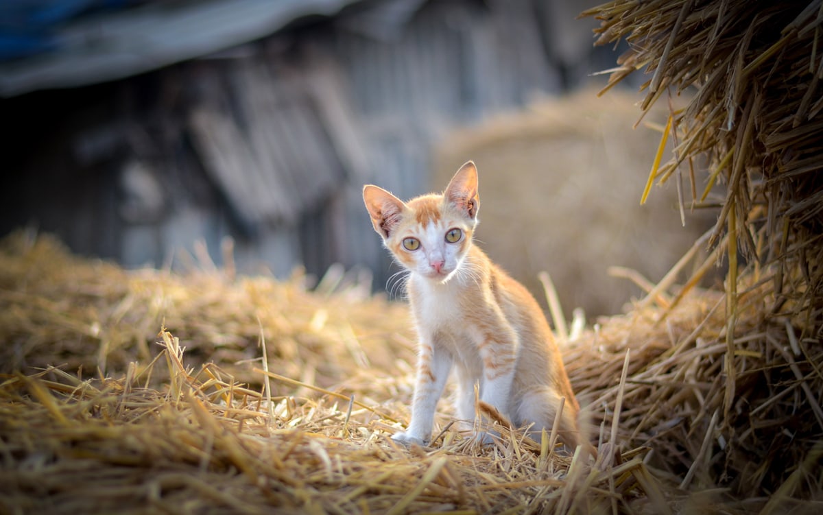 Interesting Farm Life Facts About 9 Animals To Build Your Trivia Skills, And Impress Your Family