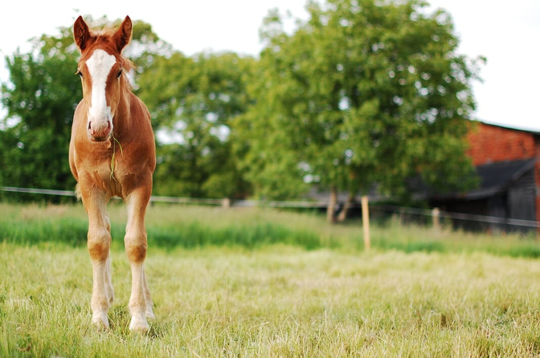 Interesting Farm Life Facts About 9 Animals To Build Your Trivia Skills, And Impress Your Family