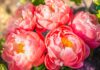 10 Flowers With Meaning That Are Perfect For Gift Giving