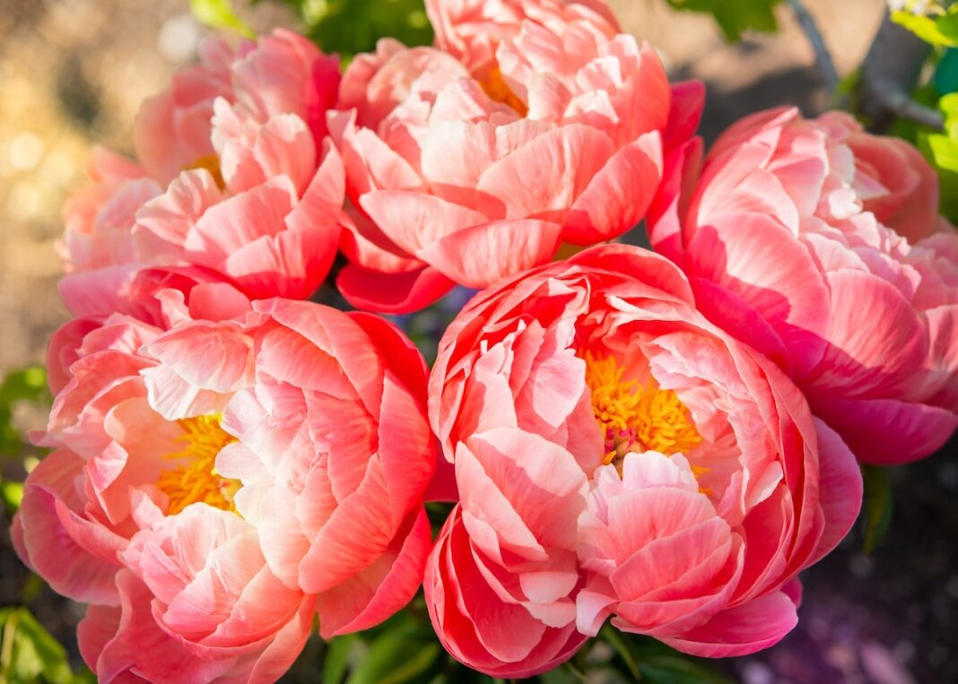 10 Flowers With Meaning That Are Perfect For Gift Giving