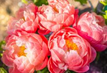 10 Flowers With Meaning That are Perfect for Gift Giving 10 Flowers With Meaning That Are Perfect For Gift Giving