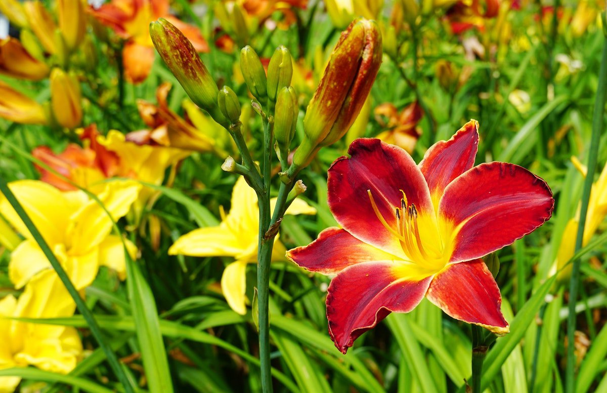 Perennial Gardens: 5 Beautiful Plants That Will Thrive Anywhere