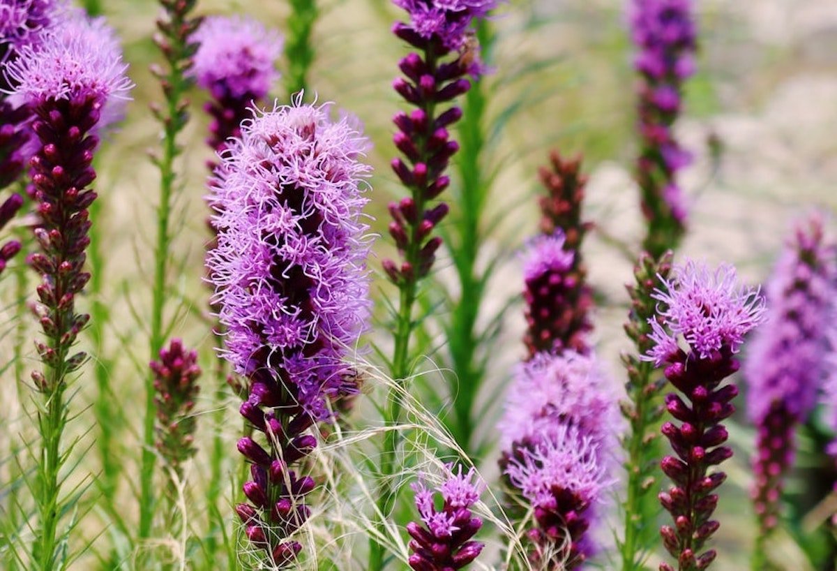 Perennial Gardens: 5 Beautiful Plants That Will Thrive Anywhere