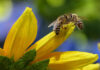 4 Fascinating Ways To Learn Honey Bee Facts & Teach Practical Life Lessons