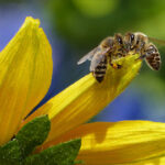4 Fascinating Ways To Learn Honey Bee Facts & Teach Practical Life Lessons