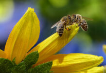 4 Fascinating Ways To Learn Honey Bee Facts & Teach Practical Life Lessons
