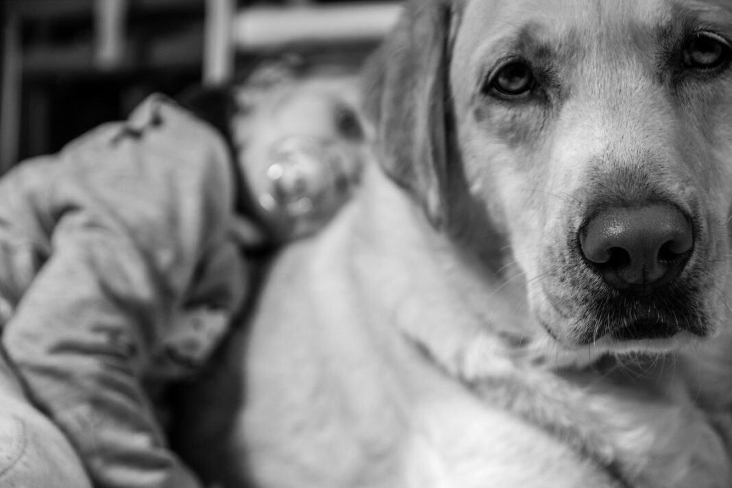 8 Dog Safety Rules Kids Should Follow 8 Dog Safety Rules Kids Should Follow
