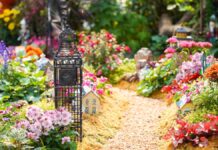 Perennial Gardens: 5 Beautiful Plants That Will Thrive Anywhere