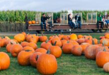10 Fun Ways to Give Your Fall Festival Some Added Flair 10 Fun Ways To Give Your Fall Festival Some Added Flair