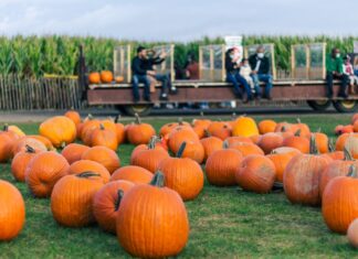 10 Fun Ways To Give Your Fall Festival Some Added Flair