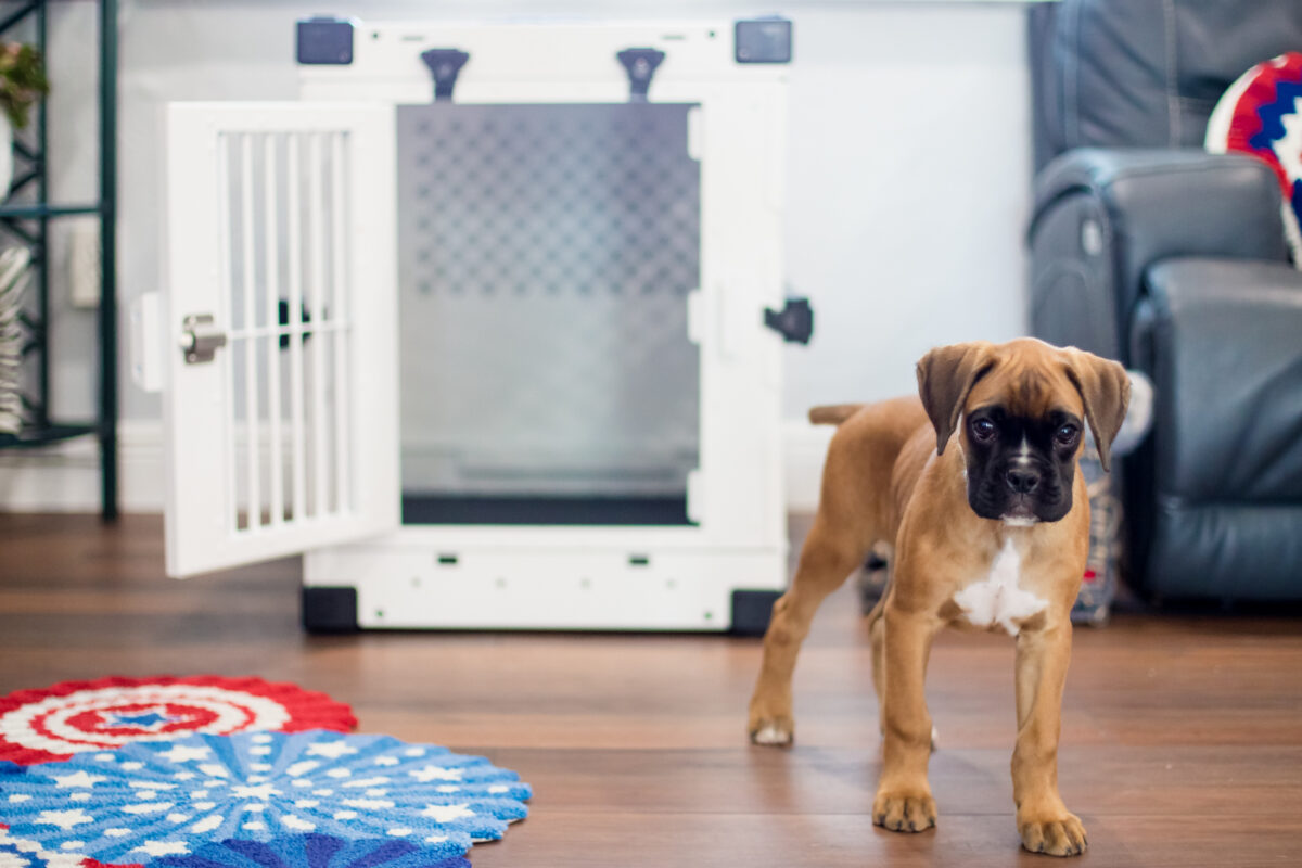 10 Must-Haves For Your New Puppy Checklist