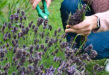 Perennial Gardens: 5 Beautiful Plants That Will Thrive Anywhere