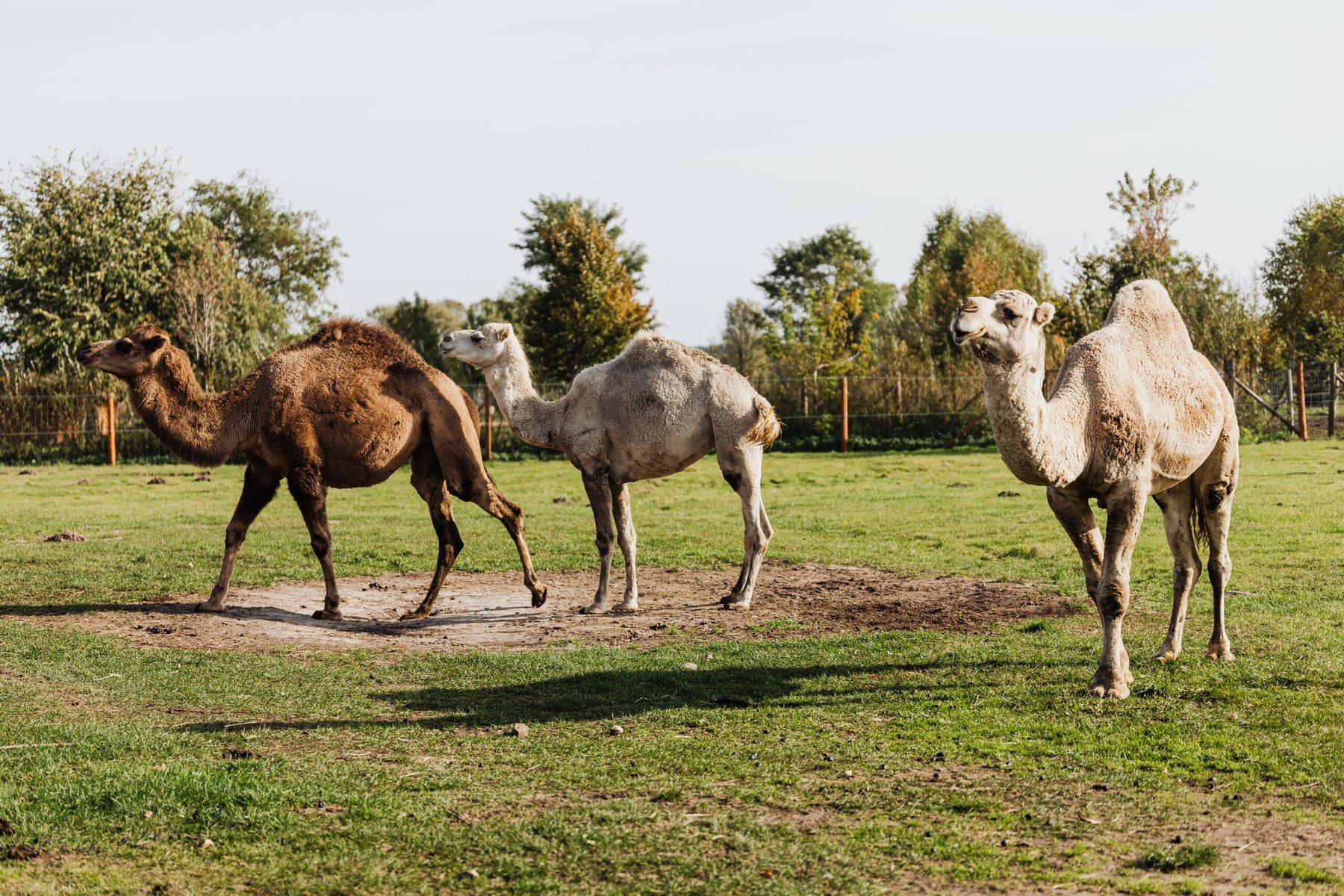 The Benefits Of Camel Milk, Plus 3 Places To Get It